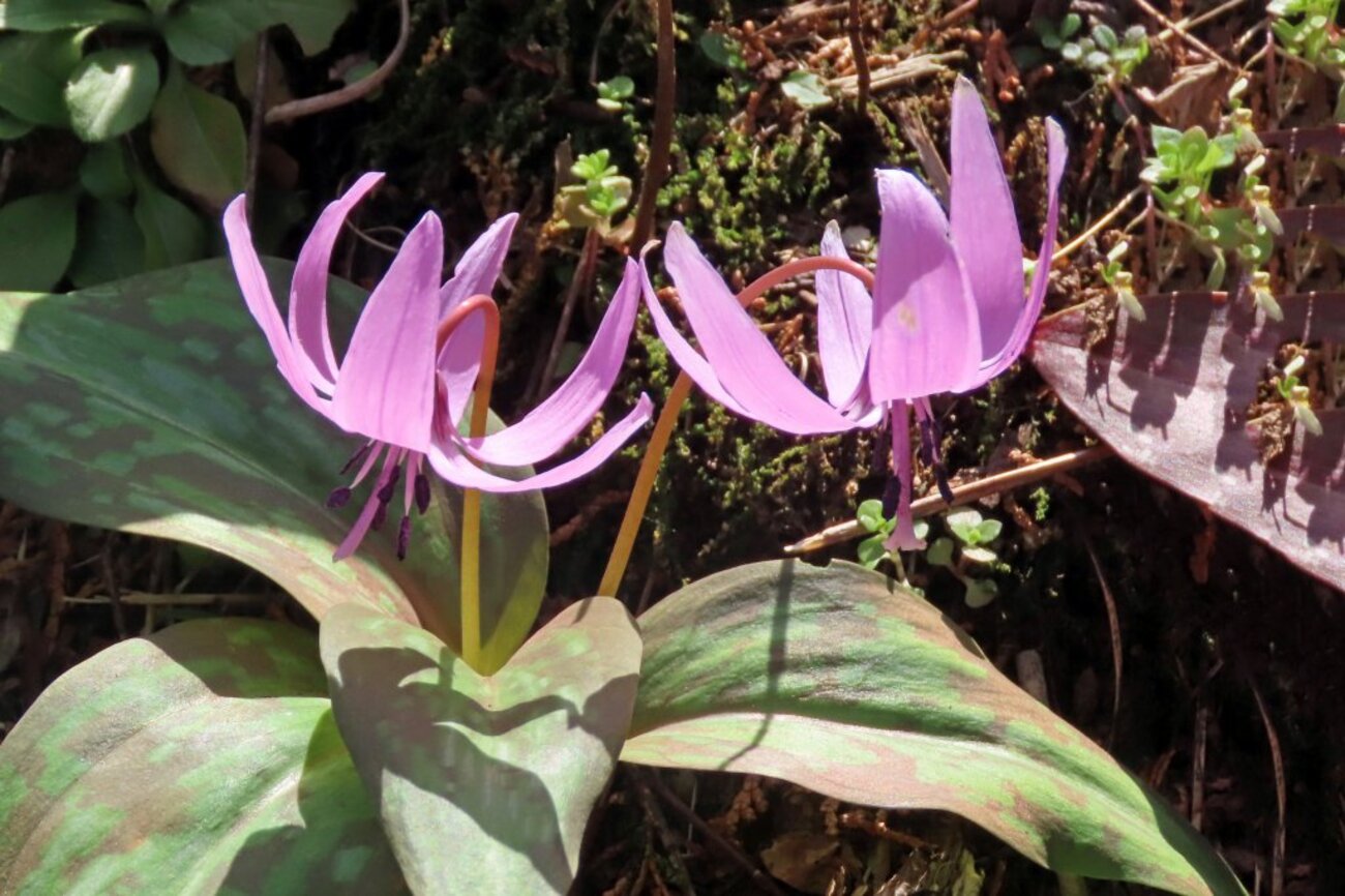 カタクリの花を見に - 写真で綴るすぎさんのブログ