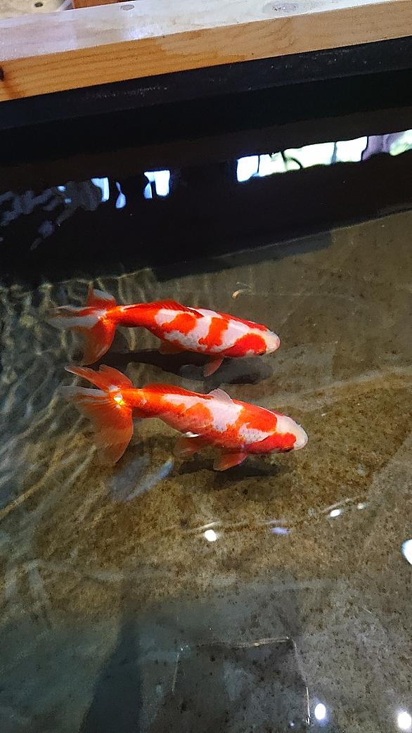 金魚部屋とは 人気 最新記事を集めました はてな