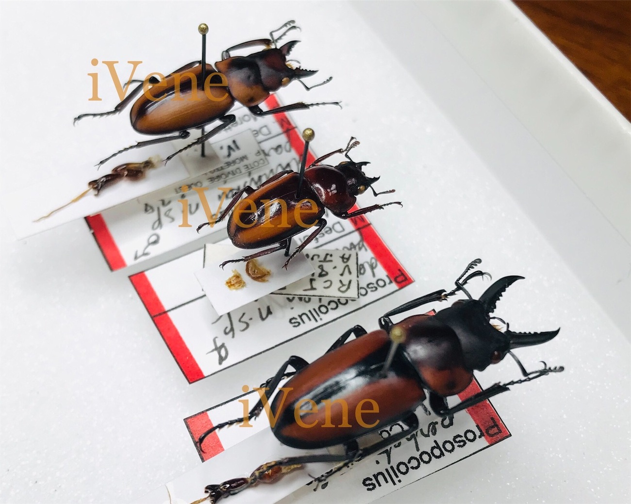 論考】パラタイプ標本は多い方が科学的には良い - クワガタムシ科