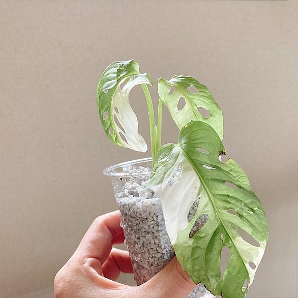 マドカズラとは 動植物の人気 最新記事を集めました はてな
