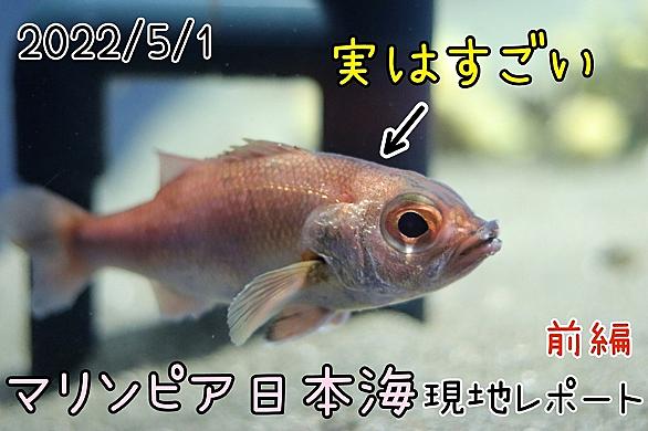 タイリクバラタナゴとは 人気 最新記事を集めました はてな