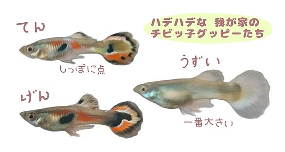 グッピーとは 動植物の人気 最新記事を集めました はてな