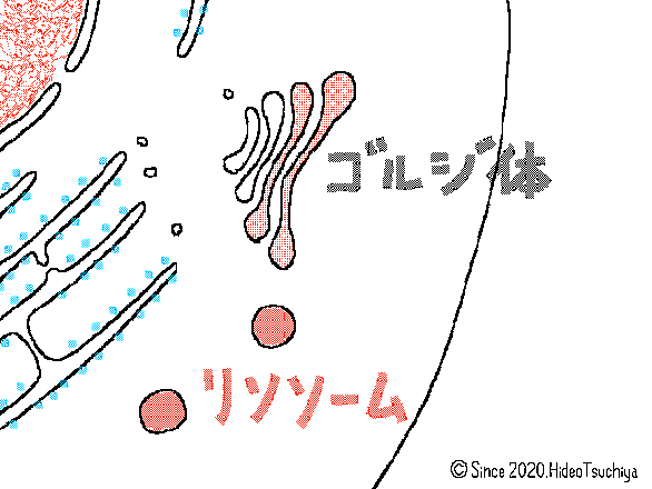 滑面小胞体とは サイエンスの人気 最新記事を集めました はてな 滑面小胞体とは サイエンスの人気 最新記事を集めました はてな