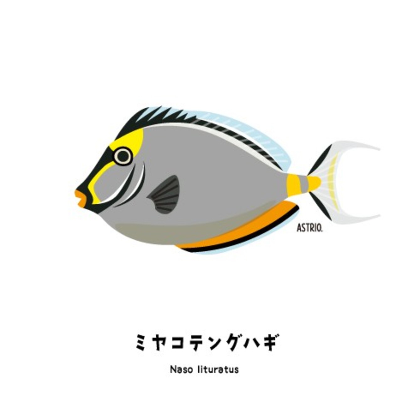 オスは尾鰭の先端が長い、ミヤコテングハギさん - Marine Life Log
