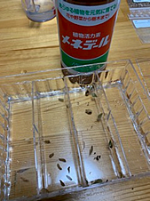 オペルとは 一般の人気 最新記事を集めました はてな