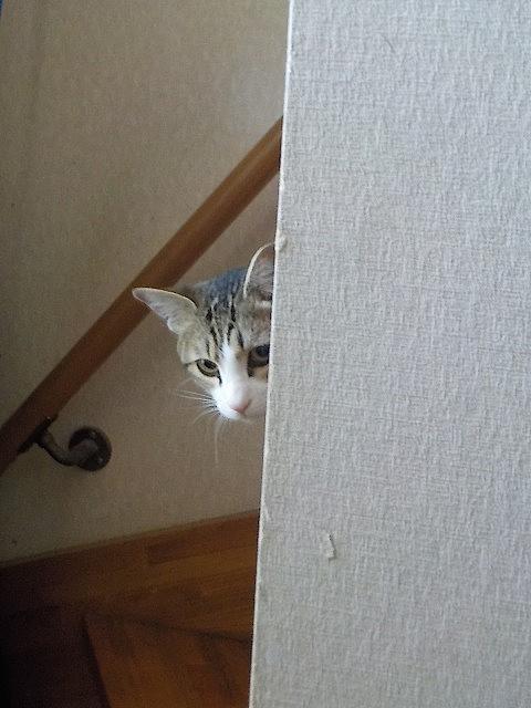 ひょっこりはんとは 一般の人気 最新記事を集めました はてな