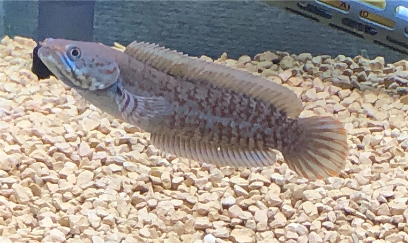45㎝水槽でも飼育できる小型スネークヘッドまとめ - ABYの熱帯魚図鑑