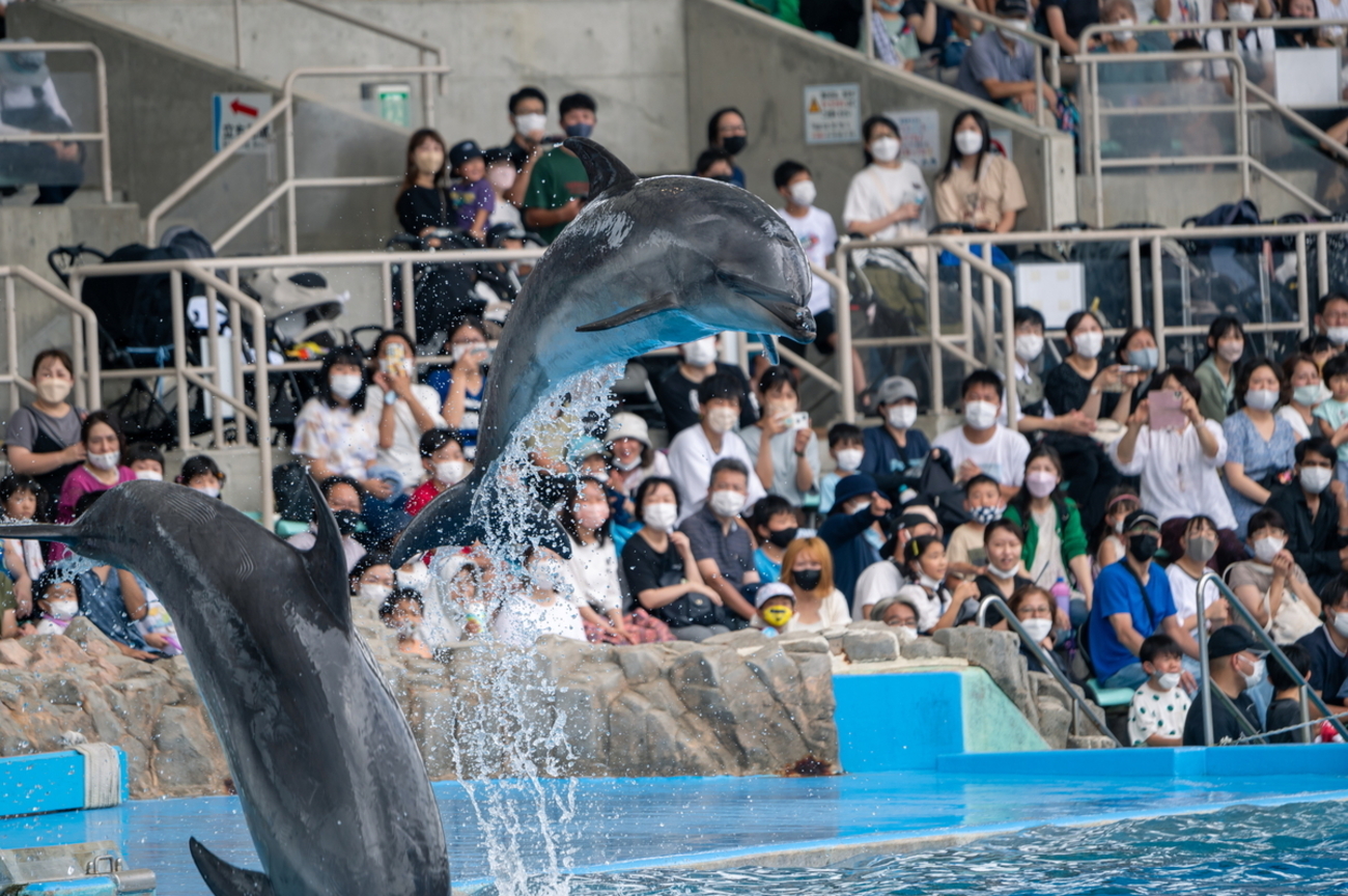 水族館のイルカショー、前から撮るか、横から撮るか。 - ネコと夜景と