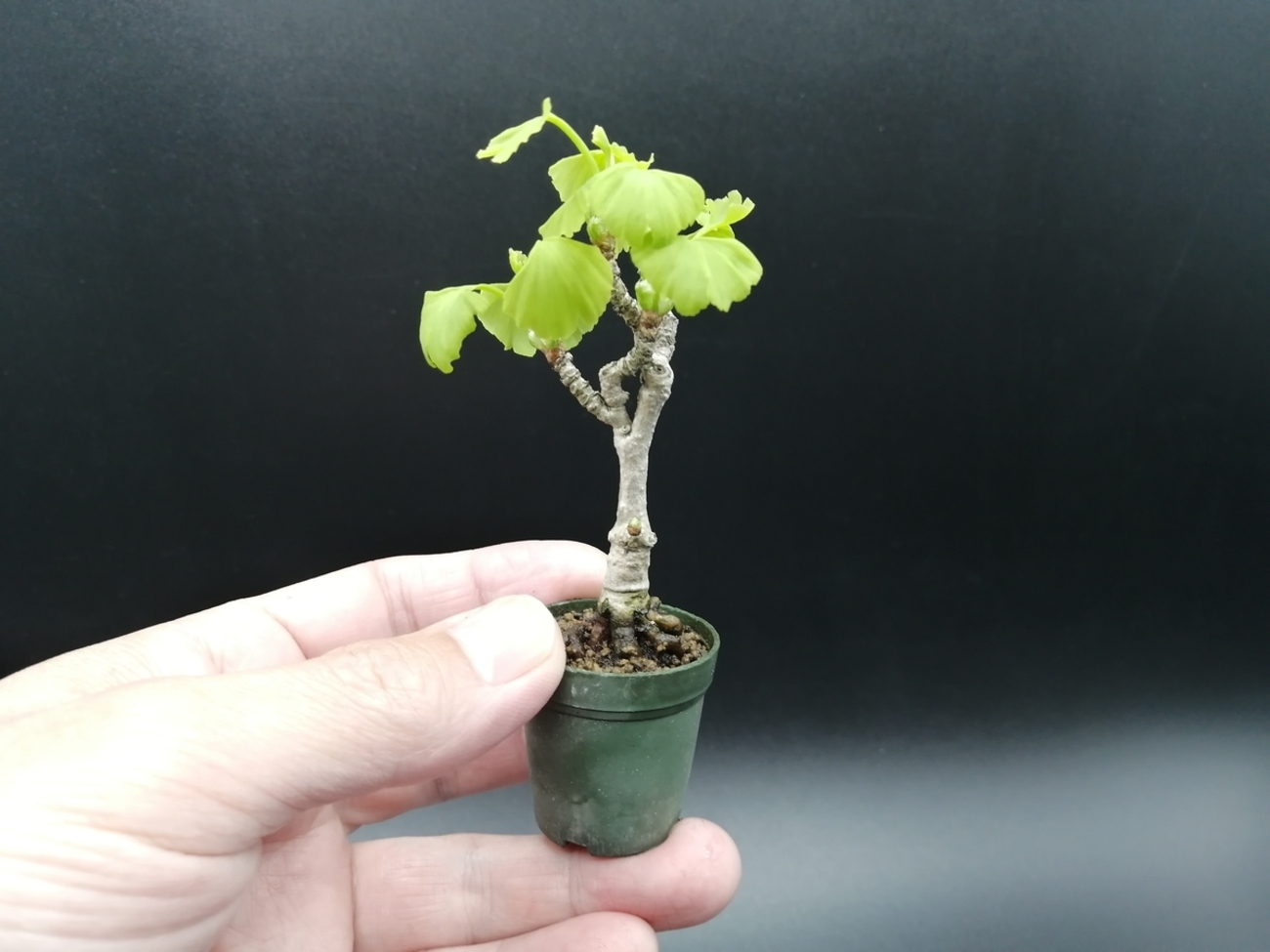 □イチョウ Ginkgo - 東京盆栽日記～はさみ作りと豆盆栽～