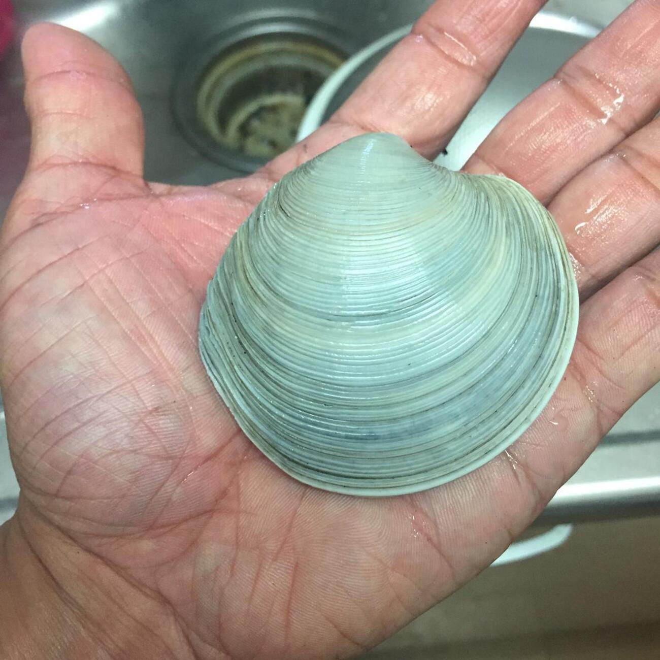 潮干狩り アサリ以外の貝をとってみよう！ カガミガイ 編 - 生き物