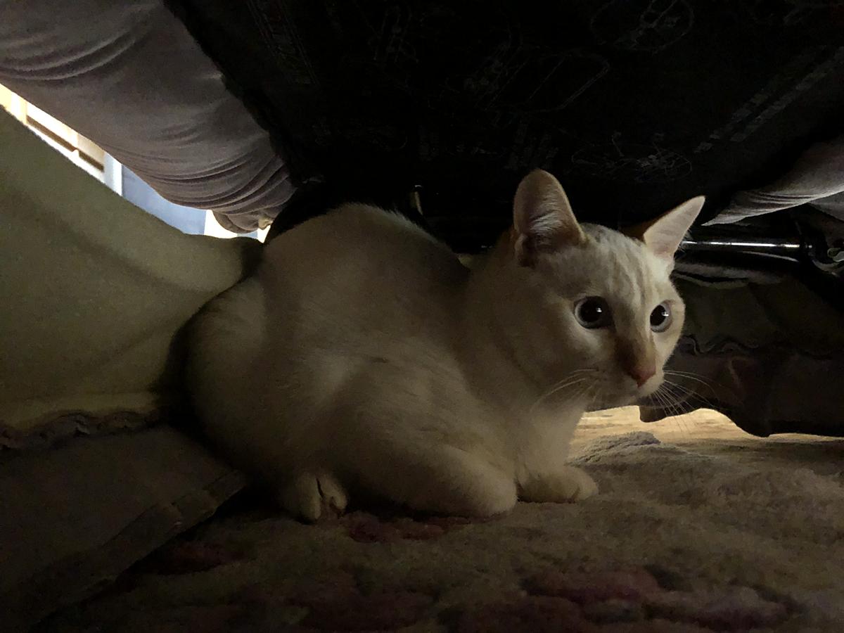 山猫の思い出部屋
