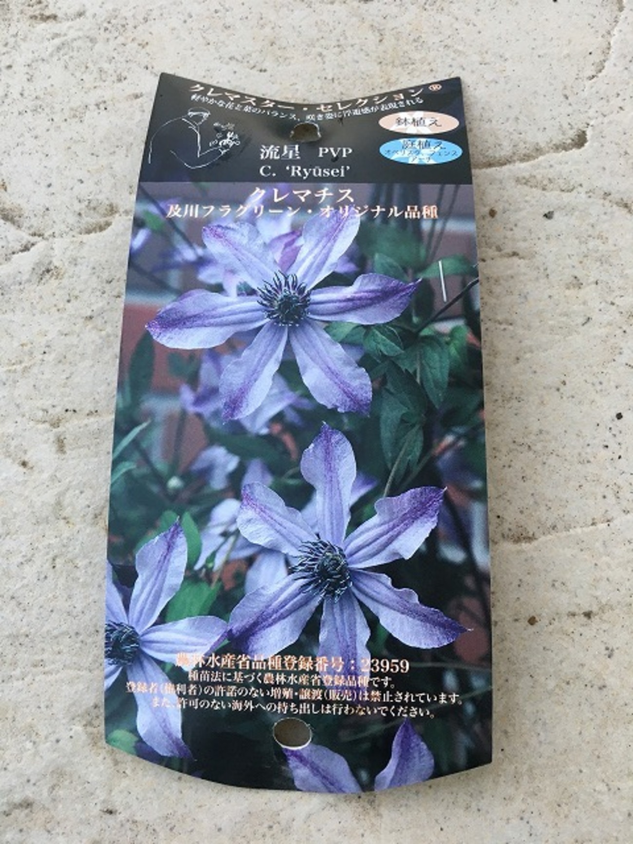 クレマチス「流星」の購入、そして植え付け！（地植え・冬） - ズボラ 