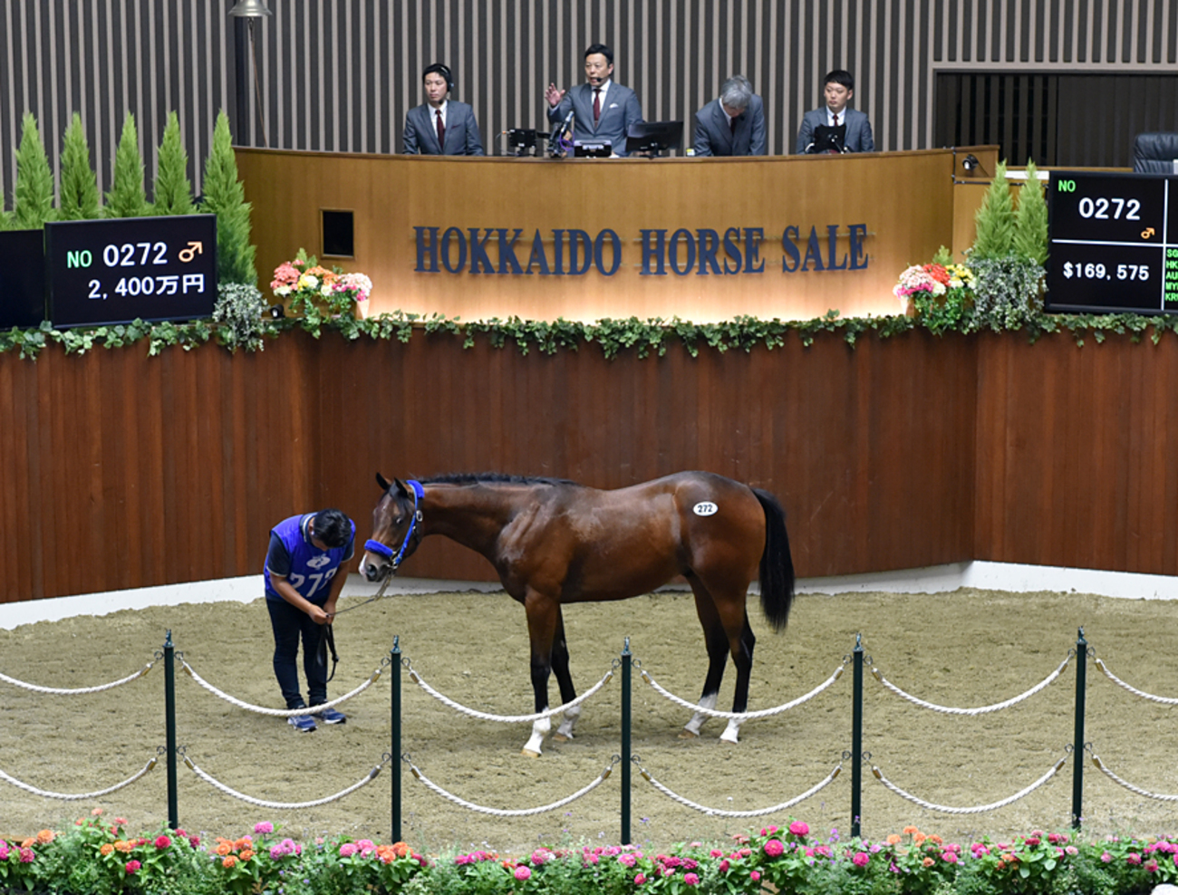 JRA競走に勝ったセール出身馬紹介(2025/11/8-9､21頭) - 馬市ドットコム