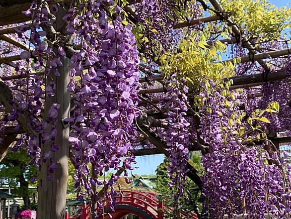亀戸天神社とは 地理の人気 最新記事を集めました はてな