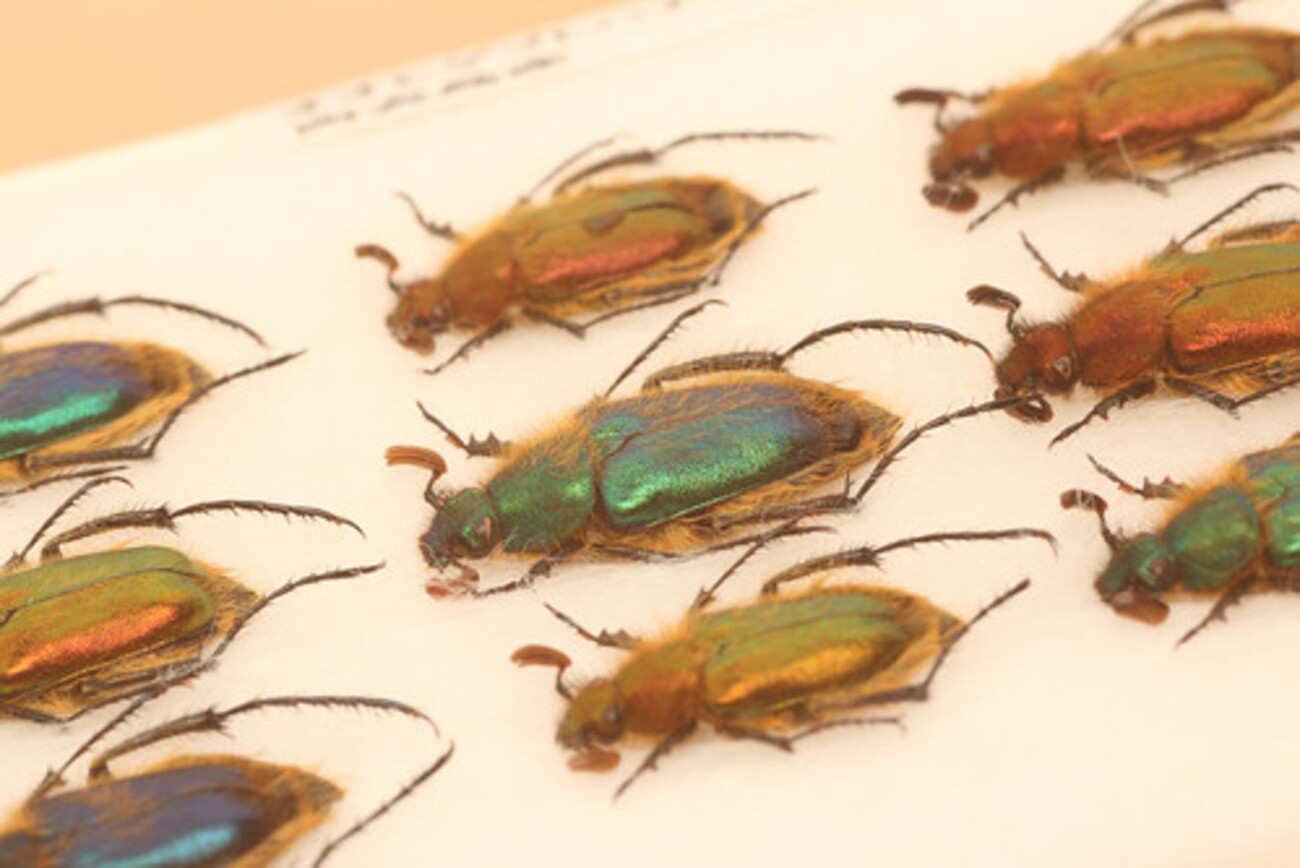 オオヒゲブトハナムグリ＠インセクトフェア - ita's diary