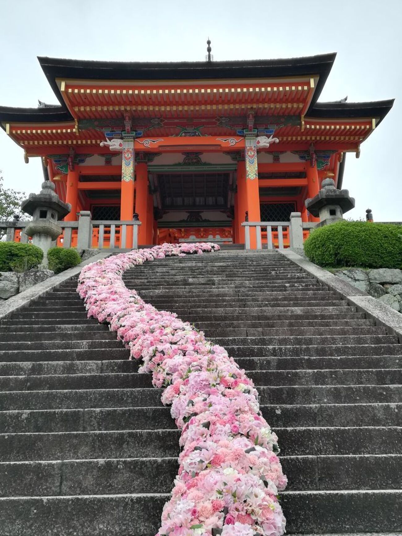 可愛すぎ！清水寺にピンクの花道出現】ニコライ・バーグマンのフラワー 