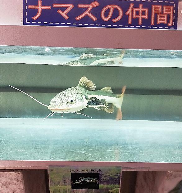 カブトガニとは 動植物の人気 最新記事を集めました はてな カブトガニとは 動植物の人気 最新記事を集めました はてな
