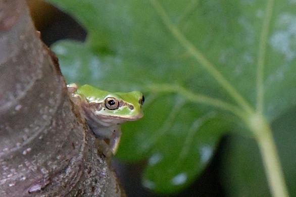 ニホンアマガエルとは 動植物の人気 最新記事を集めました はてな