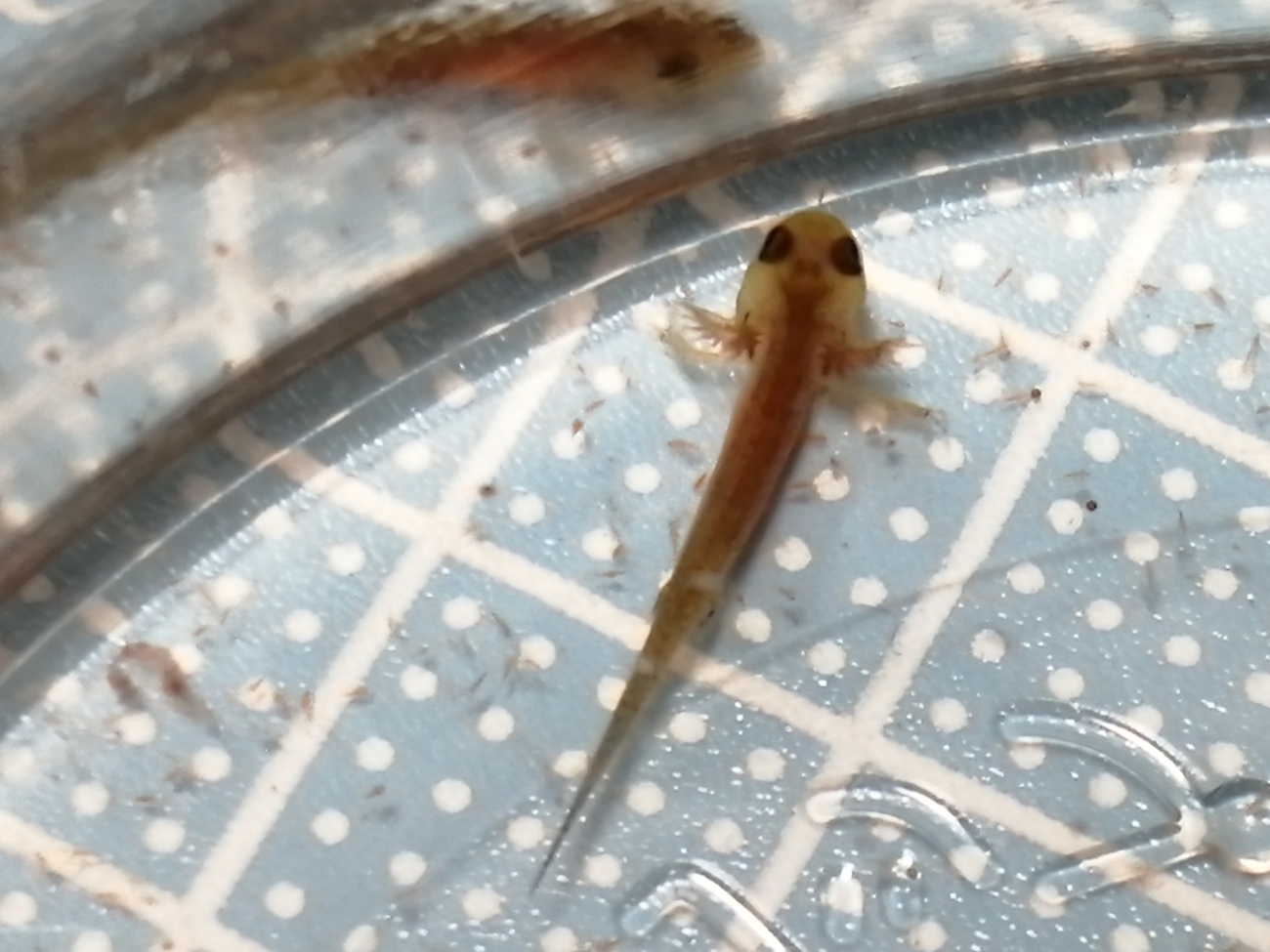 イモリ幼生、少し成長しました。その2 - ちまめの飼育部屋