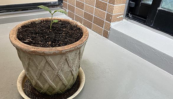 びわとは 動植物の人気 最新記事を集めました はてな びわとは 動植物の人気 最新記事を集めました はてな