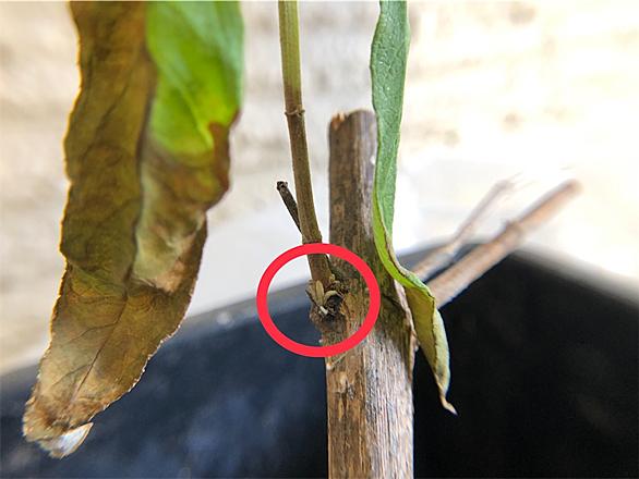 挿し木とは 動植物の人気 最新記事を集めました はてな 挿し木とは 動植物の人気 最新記事を集めました はてな