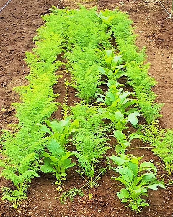 間引き菜とは 食の人気 最新記事を集めました はてな
