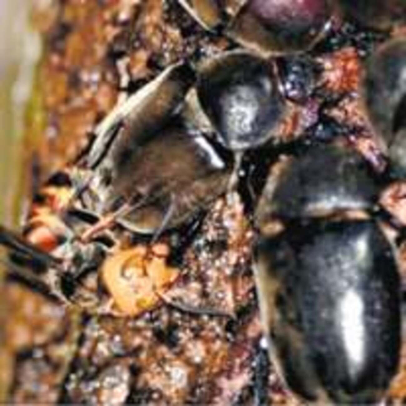 「カブトムシは夜行性」の常識覆す新説…昼間は強敵恐れコソコソしているだけ - シニア情報局