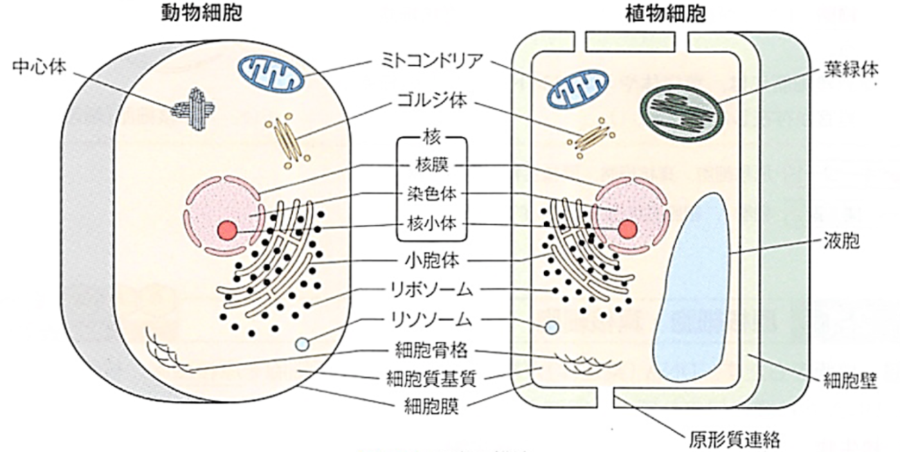 細胞 の 構造