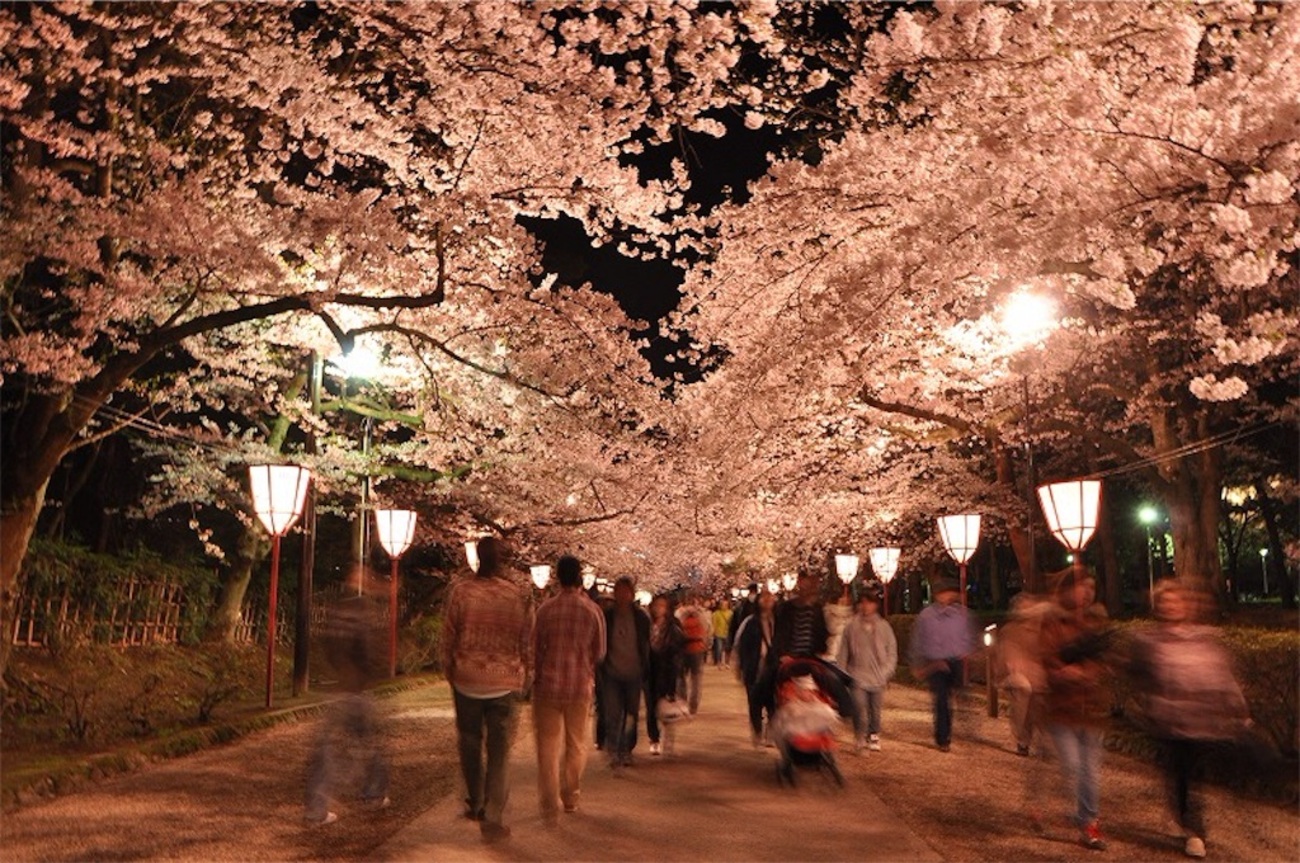 かがり火の中の夜桜満開の袋帯 202509015