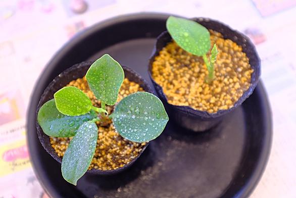 ガジュマルとは 動植物の人気 最新記事を集めました はてな ガジュマルとは 動植物の人気 最新記事を集めました はてな