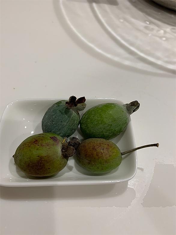 フェイジョアとは 動植物の人気 最新記事を集めました はてな フェイジョアとは 動植物の人気 最新記事を集めました はてな