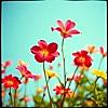 Flowers in Bloom