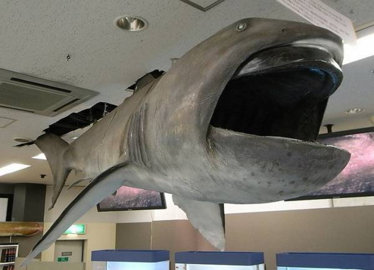 見つかればニュース】名前からしてロマンの塊！異質な巨大ザメ 