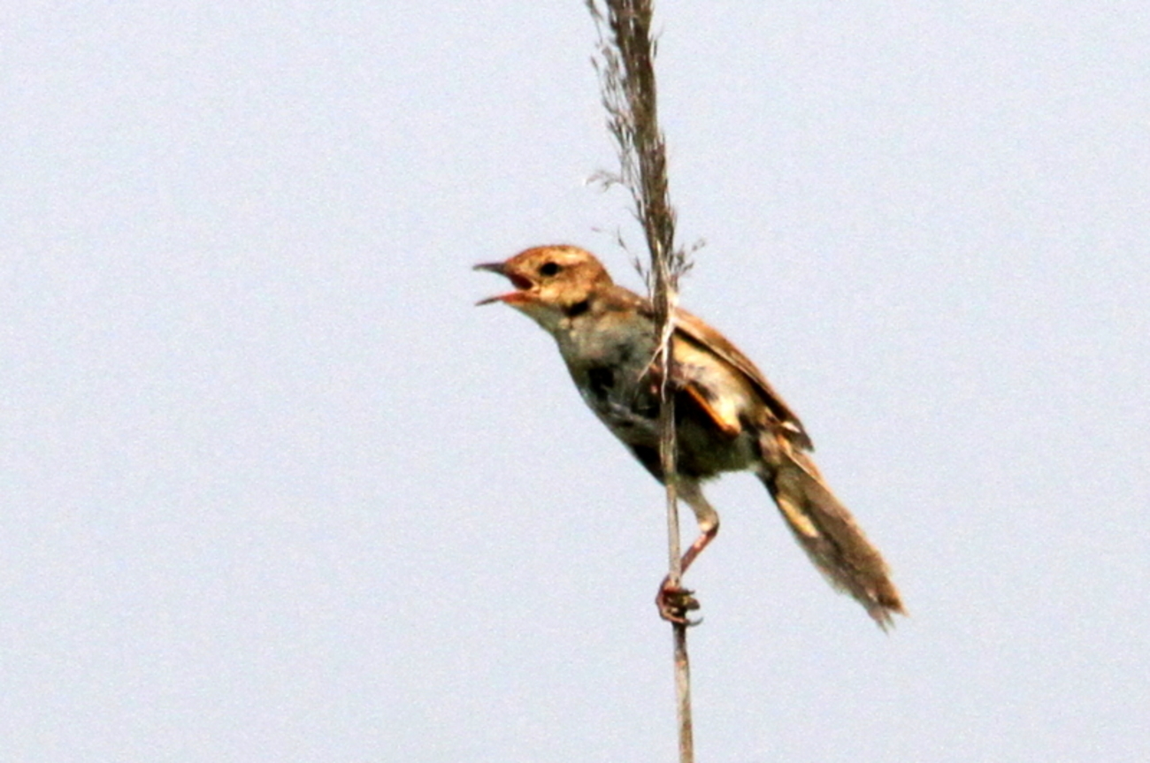 頻りにさえずるオオセッカ - なかなかなかね野鳥と自然の写真館