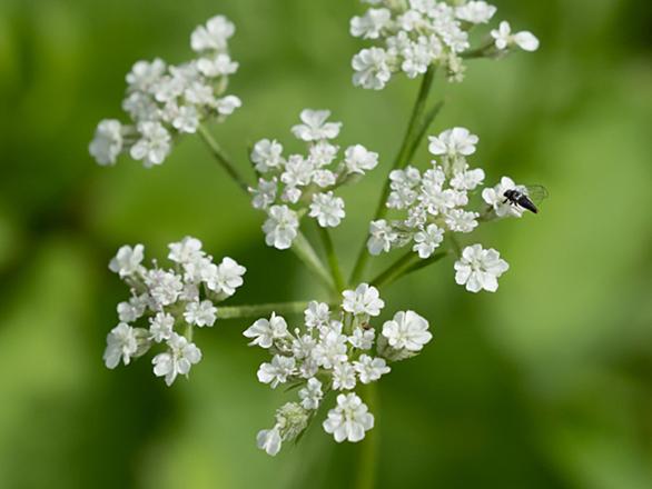 セリ科とは 動植物の人気 最新記事を集めました はてな