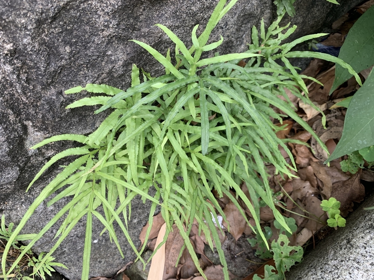 イノモトソウ - 愛すべき雑草たち