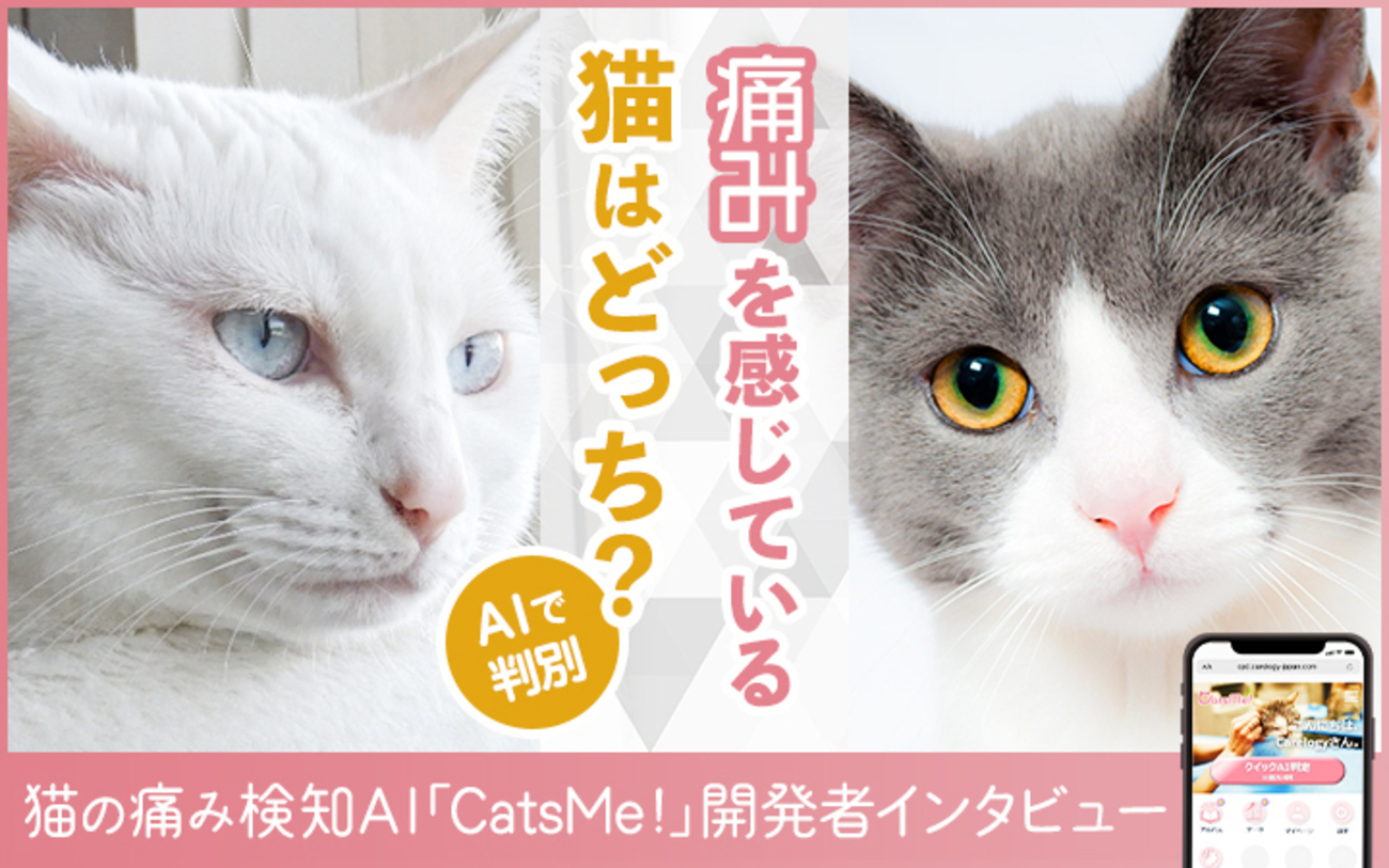猫の痛みの有無をAIで判別。世界で利用されるWebアプリ「CatsMe!」開発 
