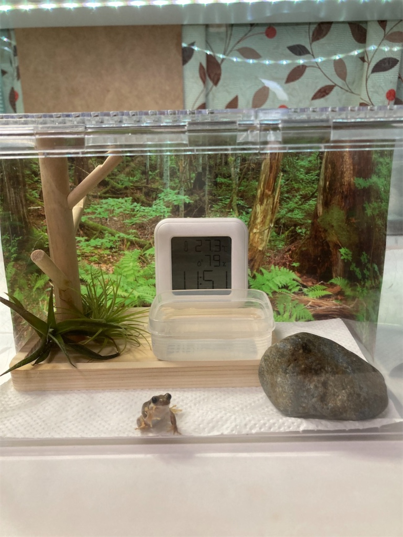 ダイソーで揃う！？アマガエルの飼育環境✨ - カエルのいる日常