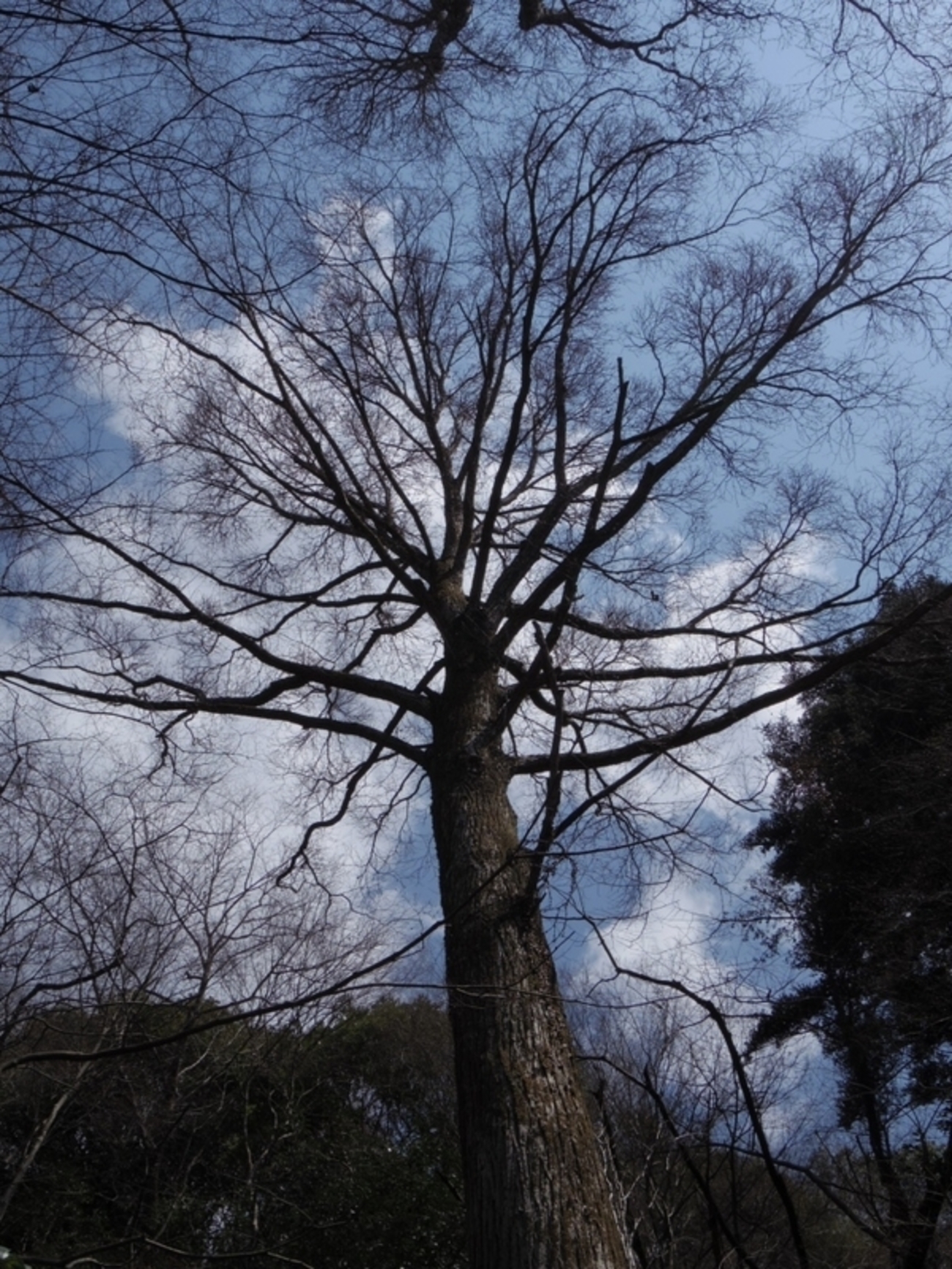 Cercidiphyllum japonicum カツラ - Nature Around Takarazuka