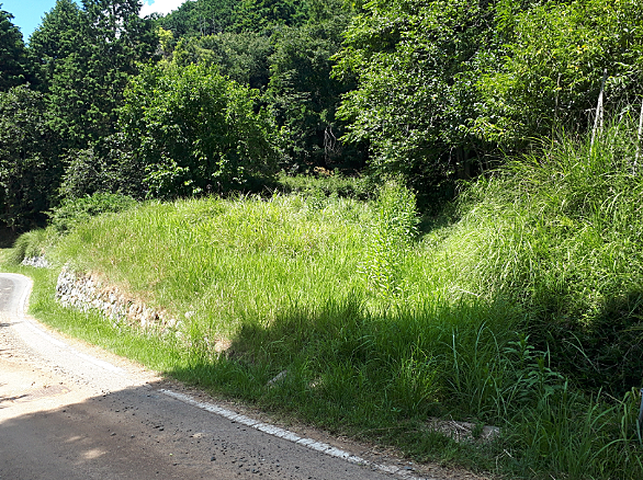 シキミとは 動植物の人気 最新記事を集めました はてな