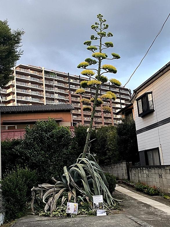 アオノリュウゼツランとは 動植物の人気 最新記事を集めました はてな