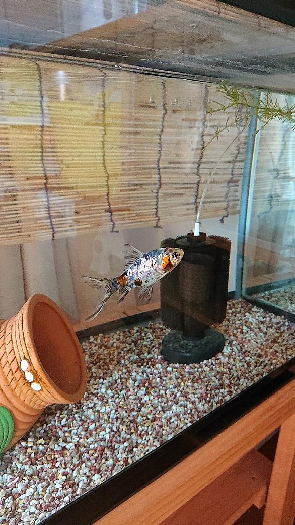 金魚すくいとは ゲームの人気 最新記事を集めました はてな 金魚すくいとは ゲームの人気 最新記事を集めました はてな