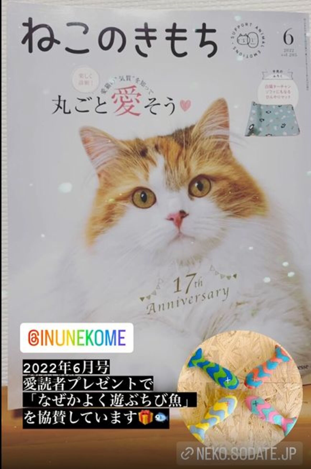 猫のきもち backend=imagemagick;version=1;