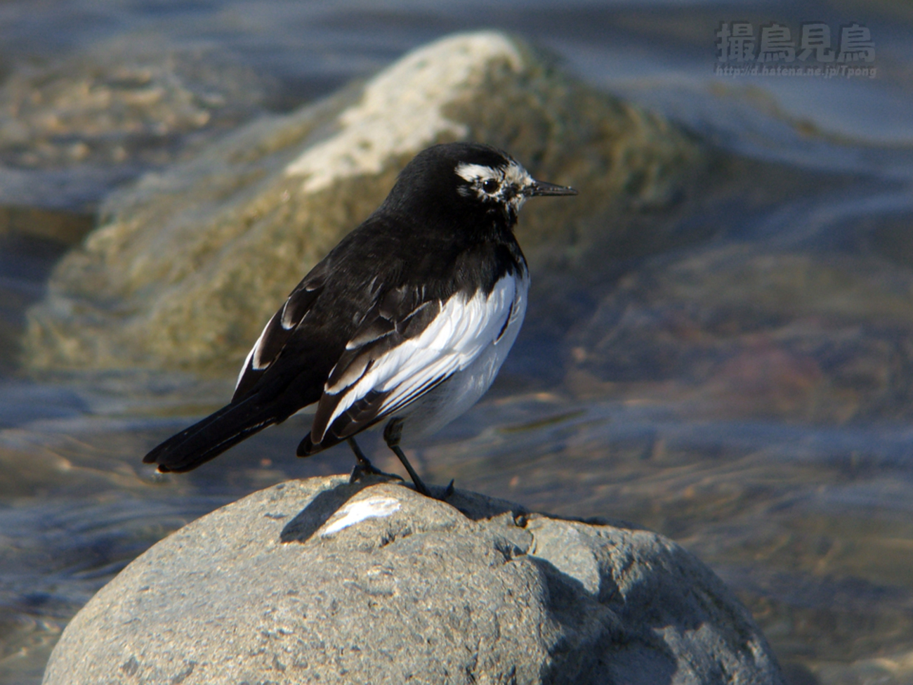 backend=imagemagick;version=1;