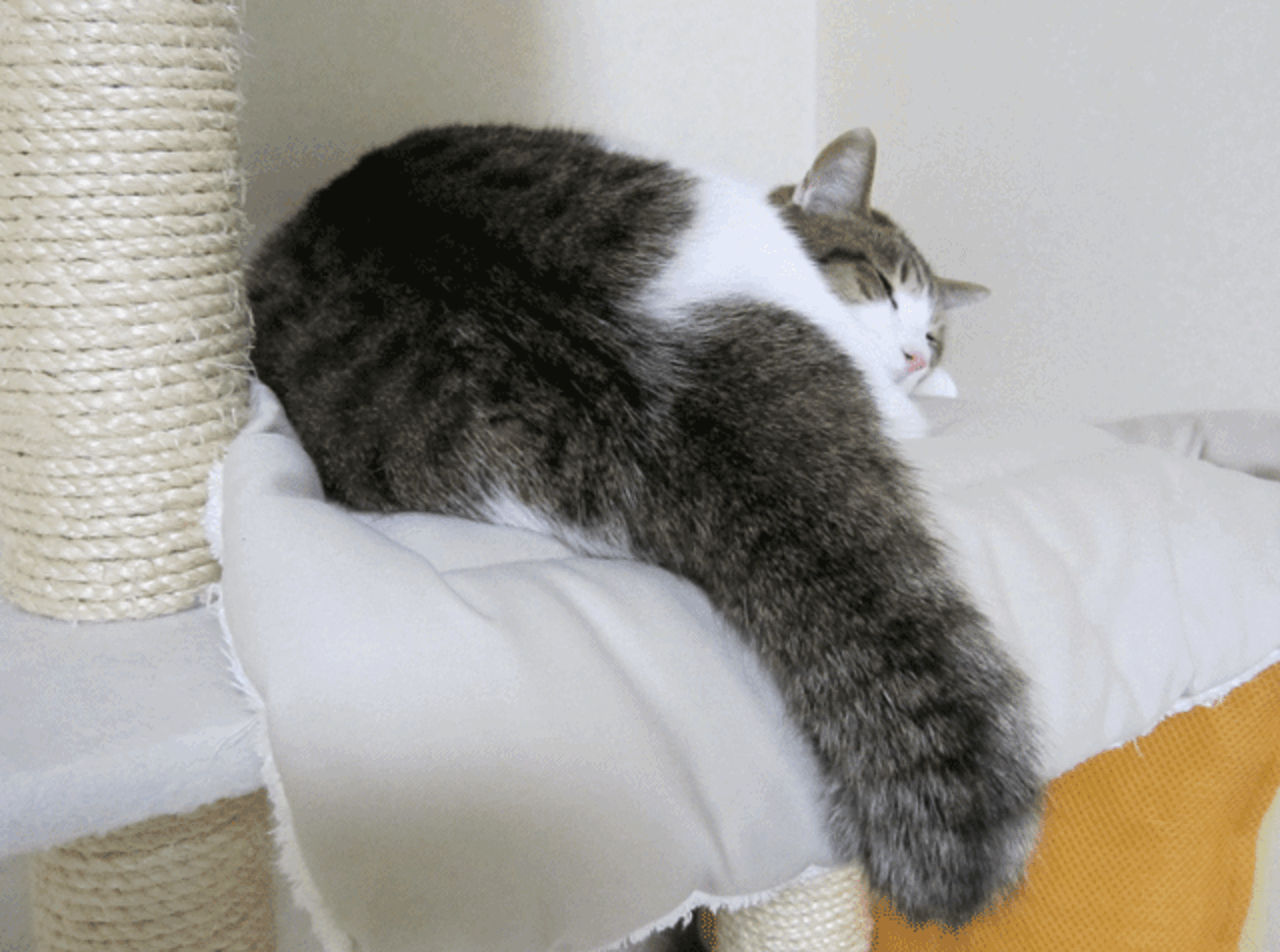 しっぽが太いオス猫 - 猫とスワロフスキーと私