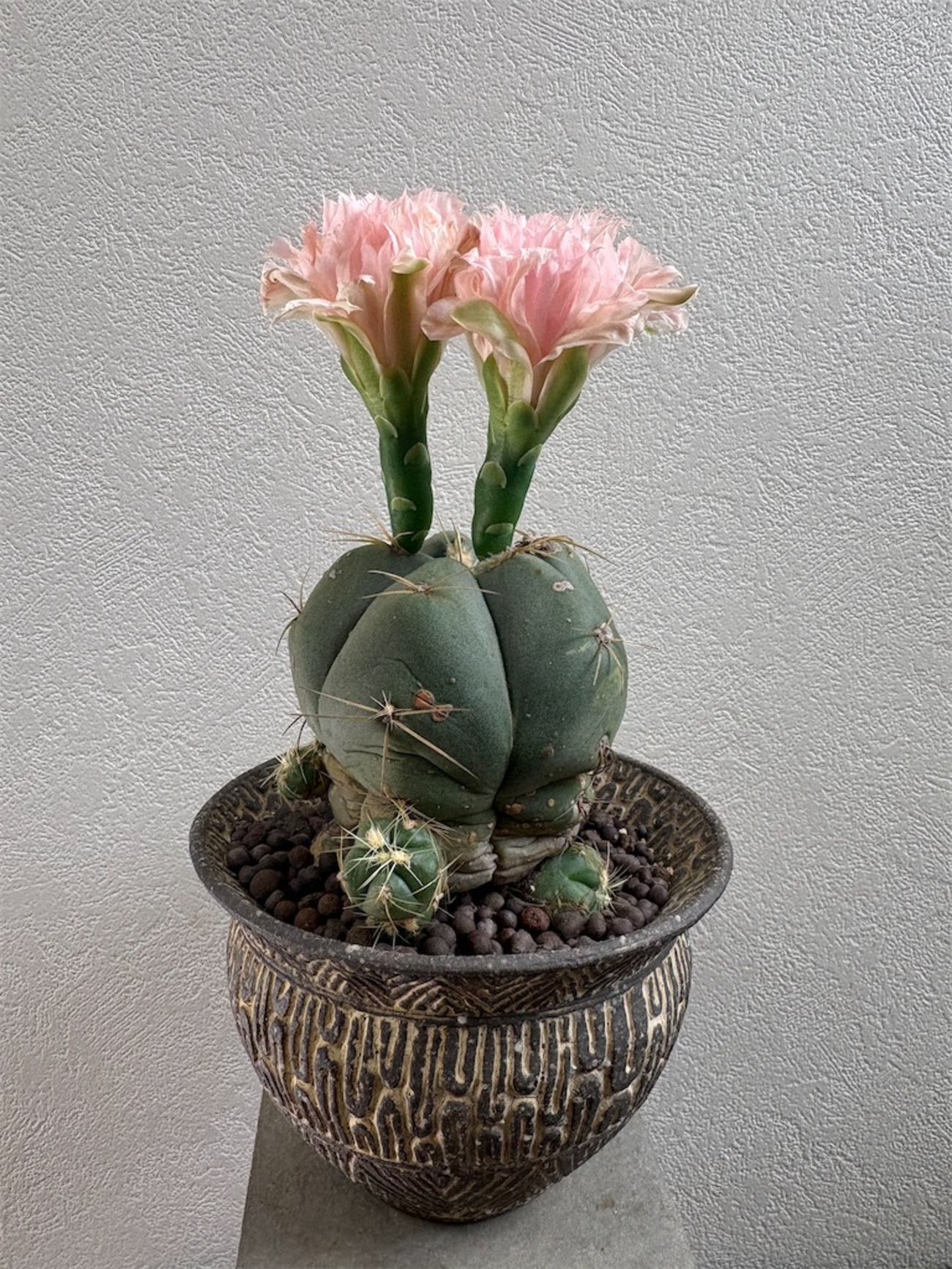 【開花株】多肉植物　花サボテン　河岸 多肉植物 花サボテン 河岸 - メルカリ