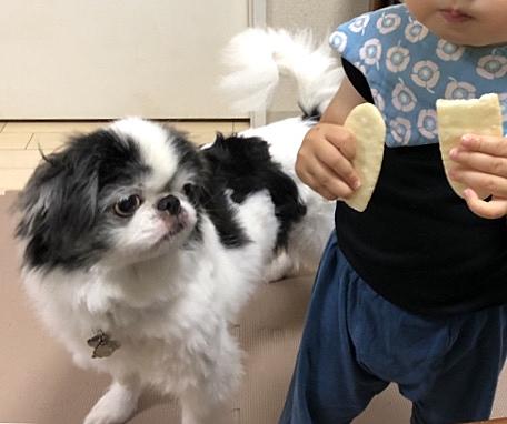 記事一覧 狆とぼっちゃん