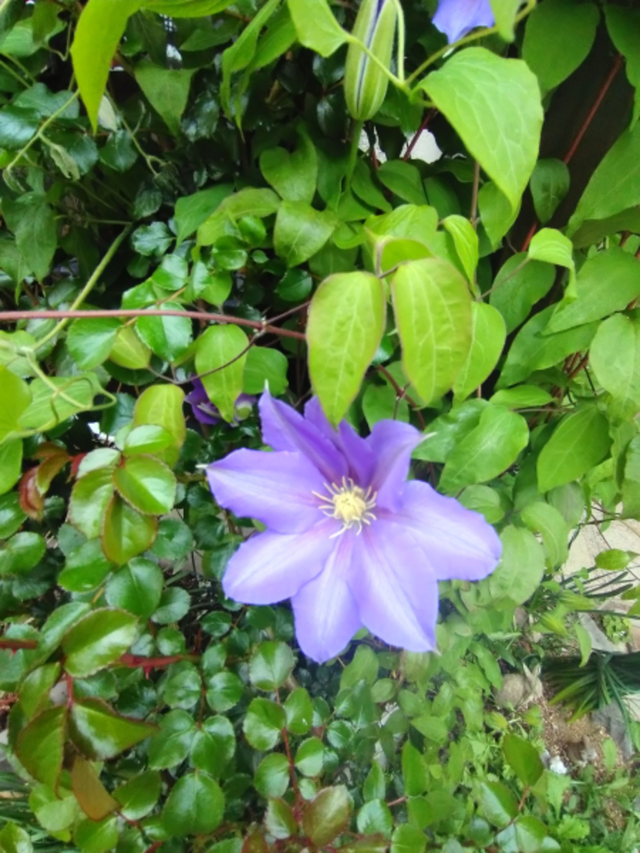 クレマチス オクロレウカの開花&春の悲劇＆今日の庭活 - 花が好き 庭が 
