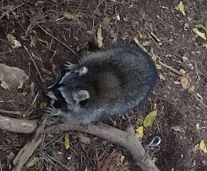 アライグマ備忘録