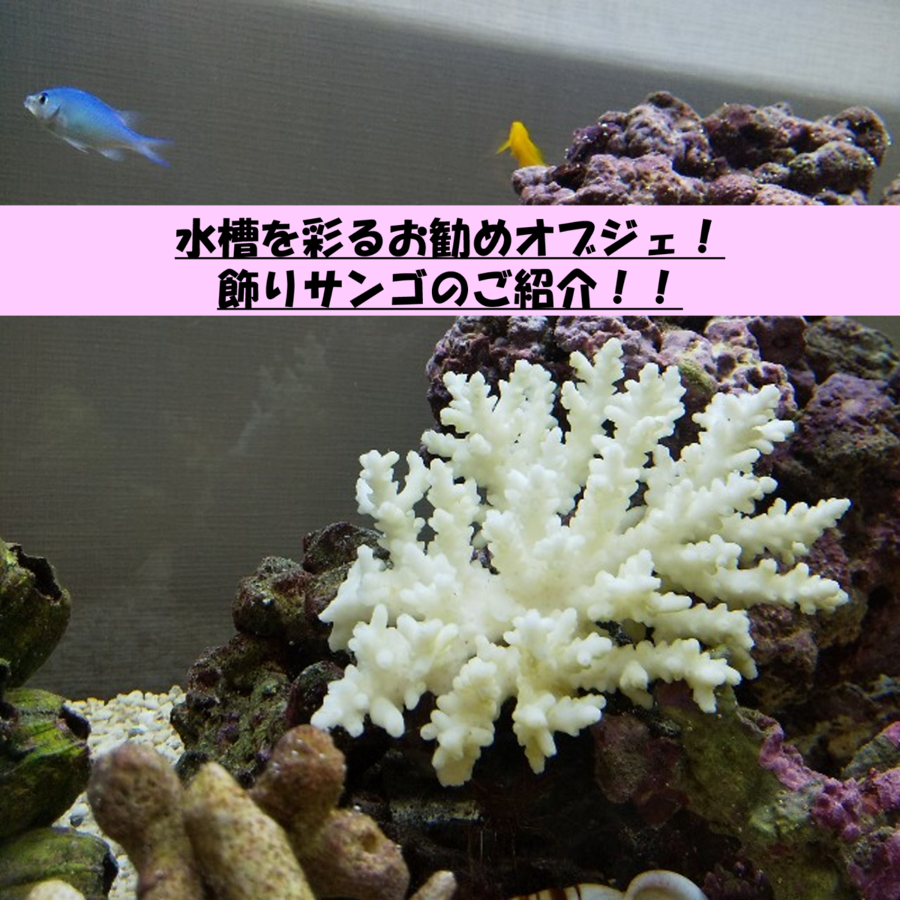 水槽を彩るお勧めオブジェ！飾りサンゴのご紹介！！ - 豆腐メンタル 